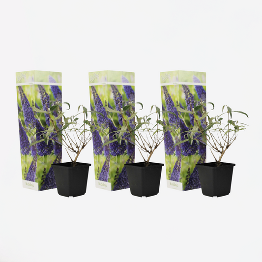 Buddleja - Vlinderstruik - Set van 3 - Paars