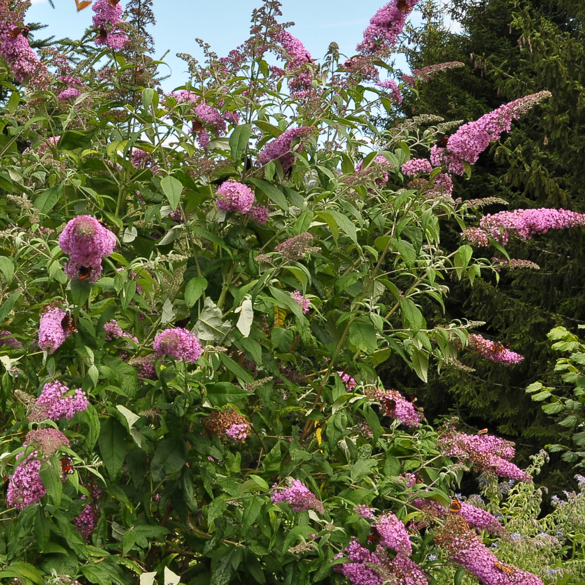 Buddleja - Schmetterlingsstrauch - 3er-Set - Rosa