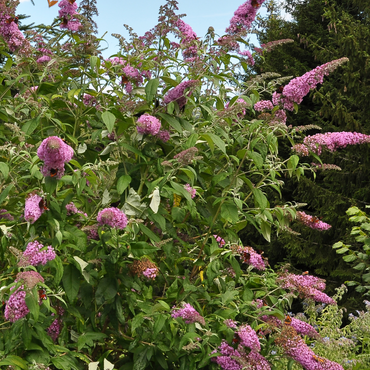 Buddleja - Schmetterlingsstrauch - 3er-Set - Rosa
