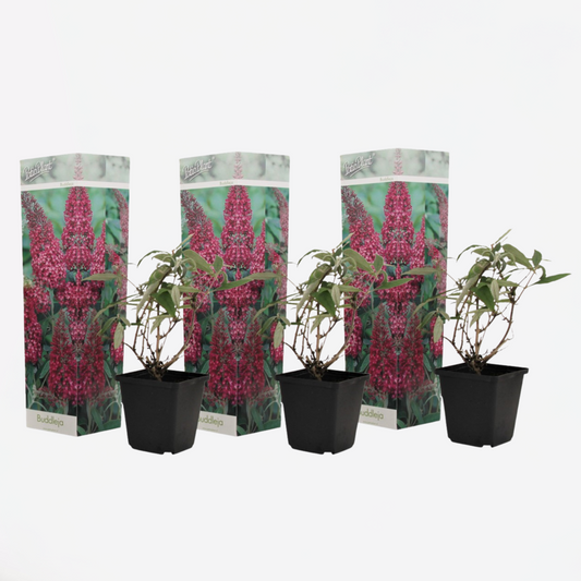 Buddleja - Schmetterlingsstrauch - 3er-Set - Rosa