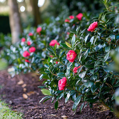 Camellia japonica 'Dr. King' - 2er-Set - Japanische Rose
