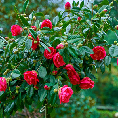 Camellia japonica 'Dr. King' - 2er-Set - Japanische Rose