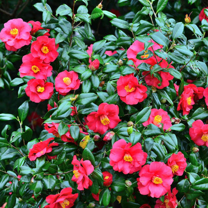 Camellia japonica 'Dr. King' - 2er-Set - Japanische Rose