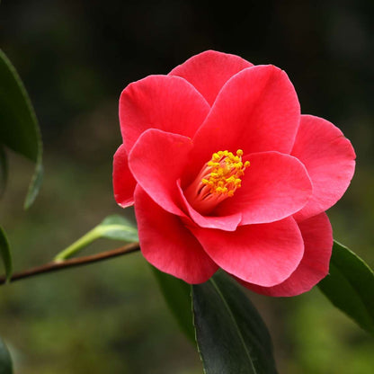 Camellia japonica 'Dr. King' - 2er-Set - Japanische Rose