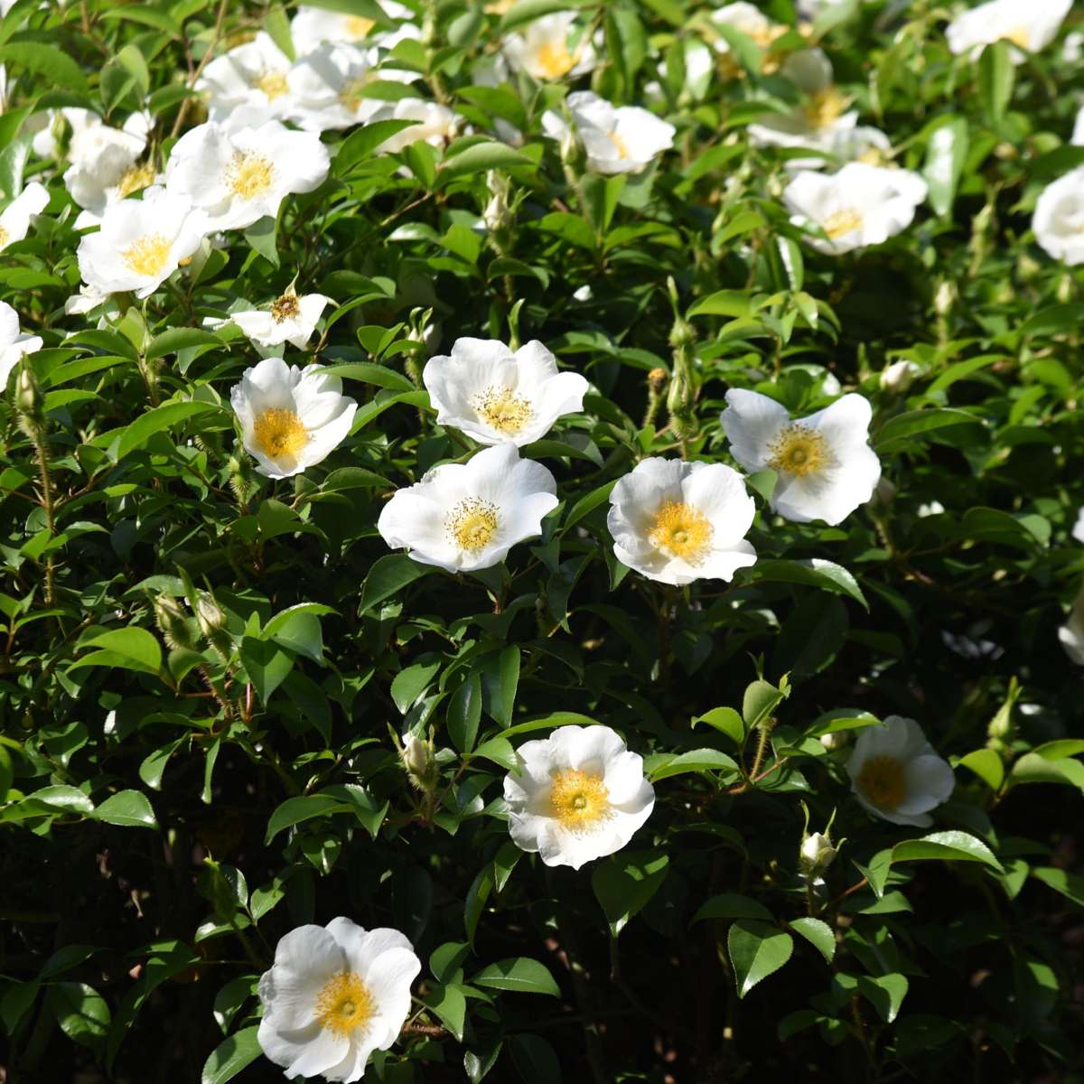 Camellia Japonica - 3er-Set - Weiß - Japanische Rose