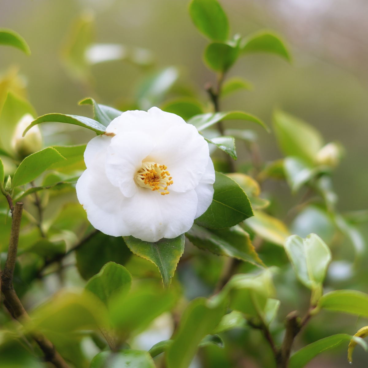 Camellia Japonica - 3er-Set - Weiß - Japanische Rose