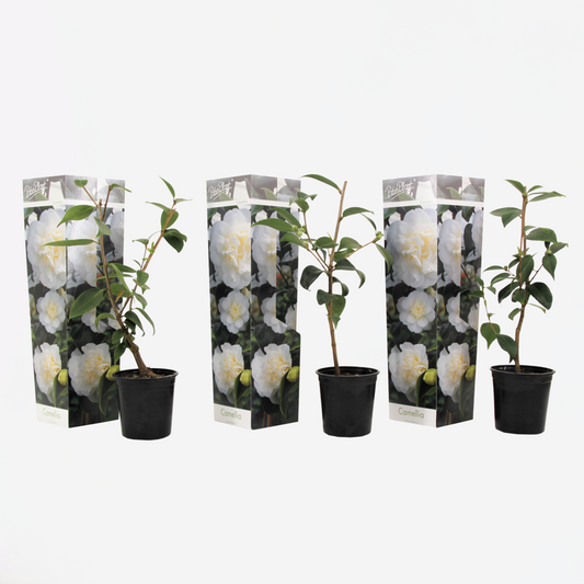 Camellia Japonica - 3er-Set - Weiß - Japanische Rose