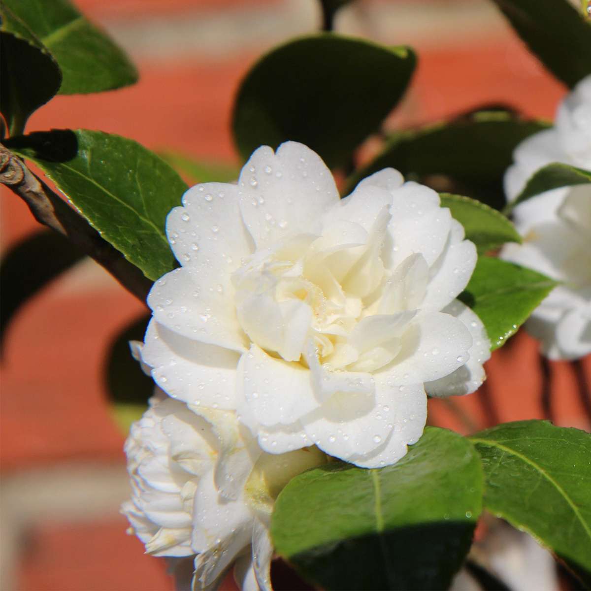 Camellia Japonica – 3er-Mix – Rosen – Rot, Weiß, Rosa