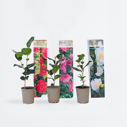 Camellia Japonica – 3er-Mix – Rosen – Rot, Weiß, Rosa
