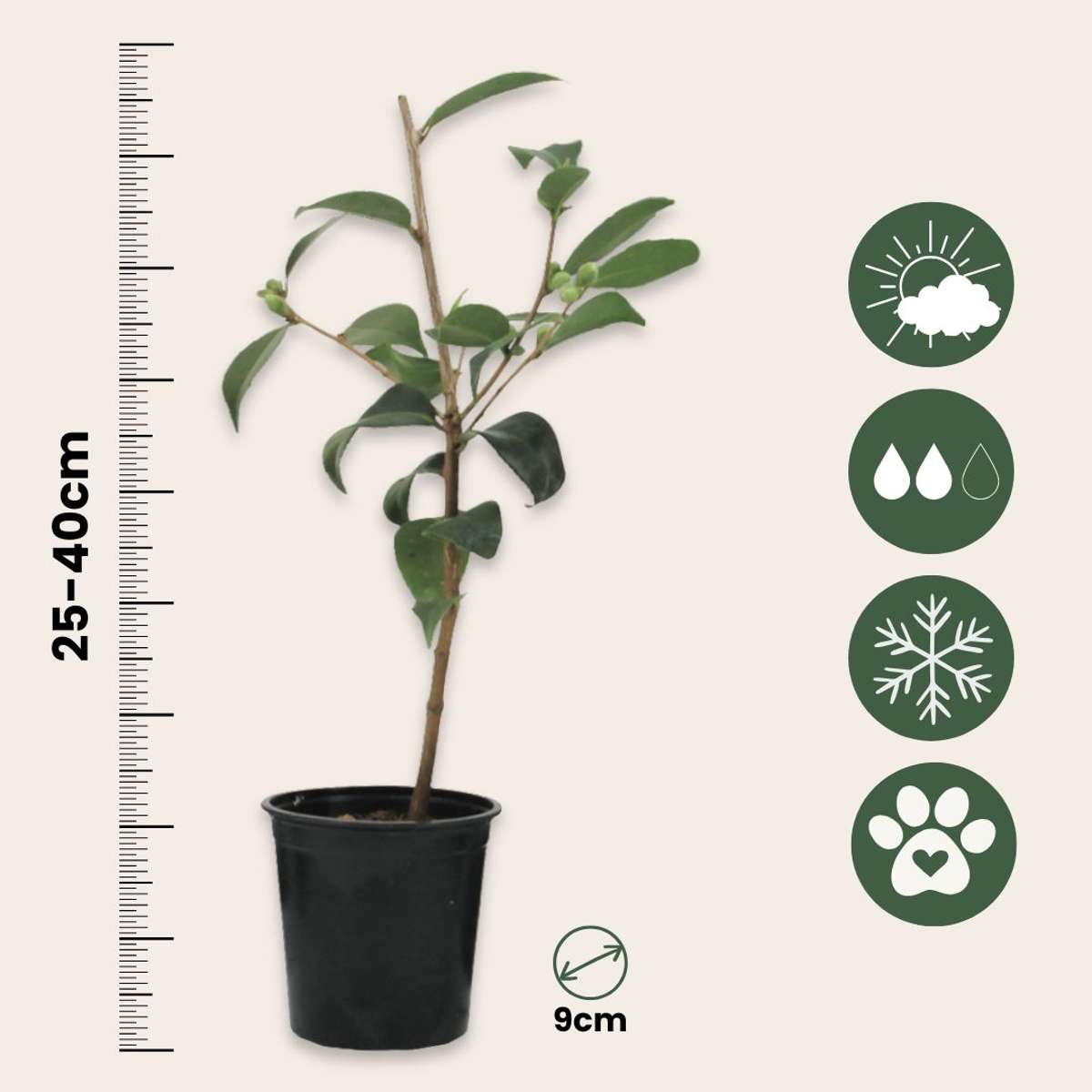 Camellia Japonica – 3er-Mix – Rosen – Rot, Weiß, Rosa
