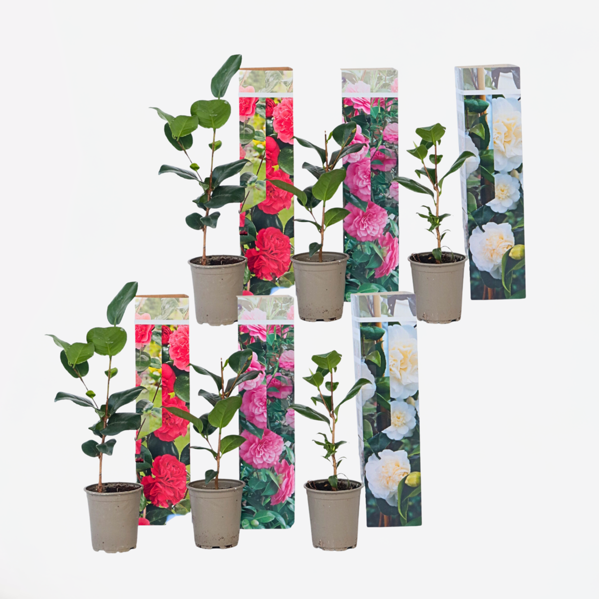 Camellia Japonica - Mix van 6 - Rozen - Rood, wit, roze