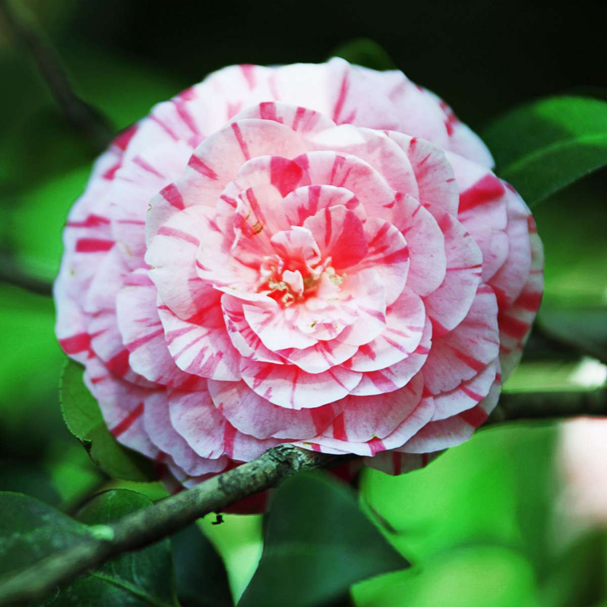 Camellia japonica 'Bonomiana' - 2er-Set - Japanische Rose