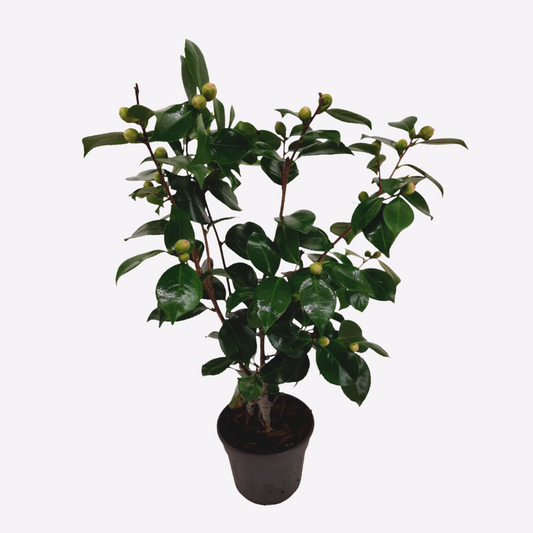 Camellia japonica 'Bonomiana' - Japanische Rose