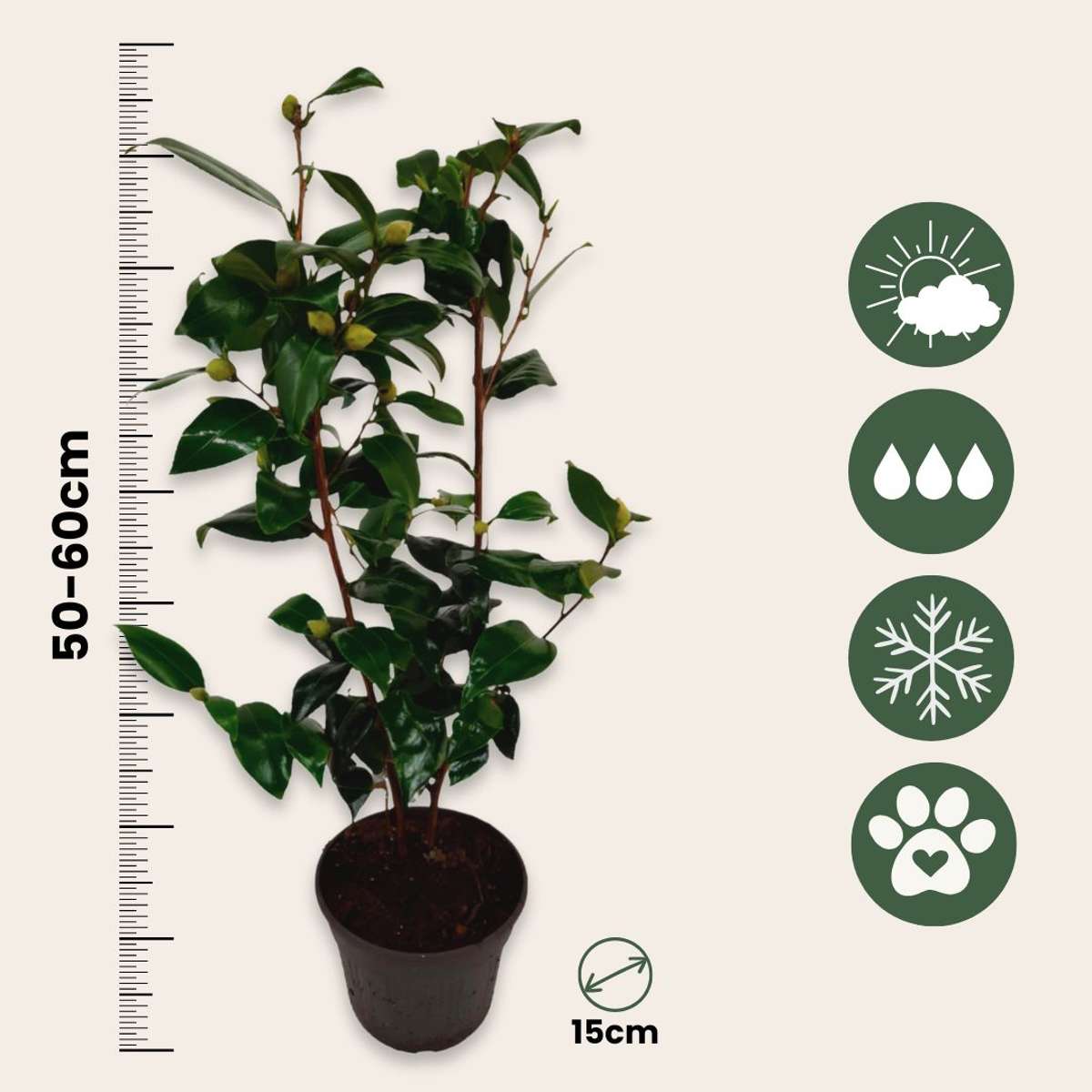Camellia japonica 'Brushfield's Yellow' - Set van 2