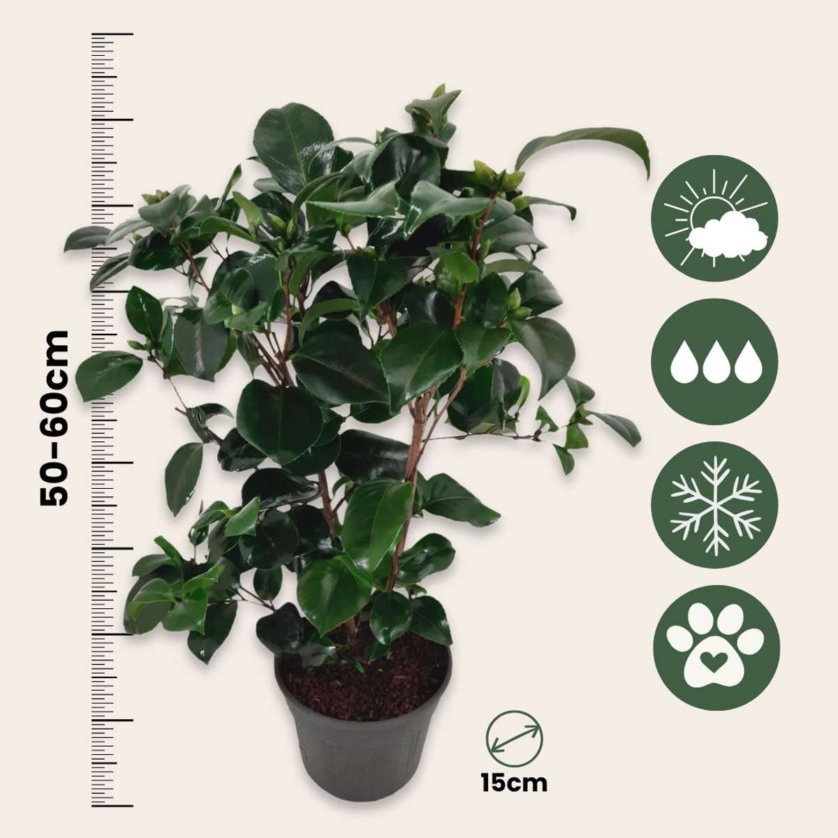 Camellia japonica „Lady Campbell“ – 2er-Set – Rosa