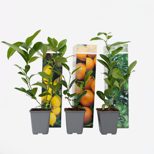 Zitrusmix - 3er Set - Zitrone, Limette, Orange