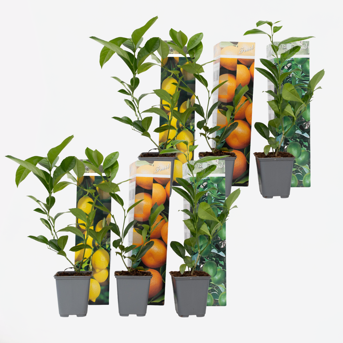 Citrus Mix - Set van 6 - Citrus fruitbomen