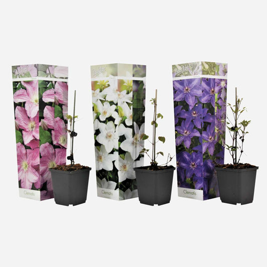 Clematis - 3er-Mix