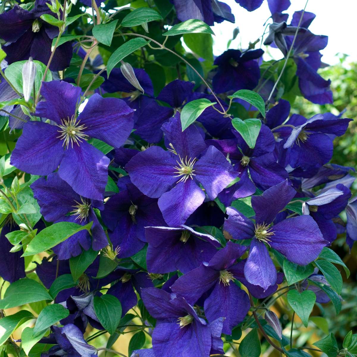 Clematis - Mix van 6