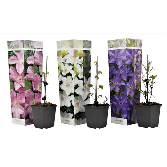 Clematis - Mix van 6