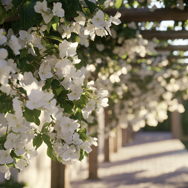 Clematis - Set van 3 - Wit