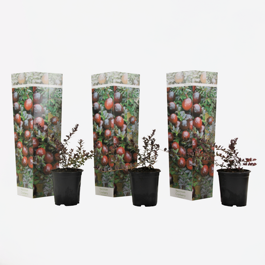 Vaccinium macrocarpon - Set van 3 - Veenbes cranberry