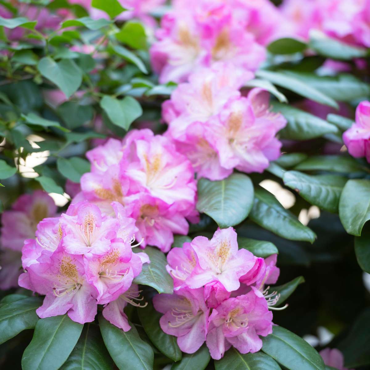 Rhododendron - 3er-Set - Rosa