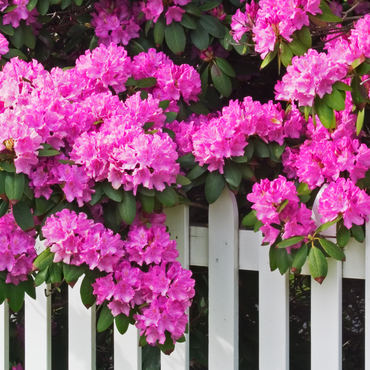 Rhododendron - 3er-Set - Rosa