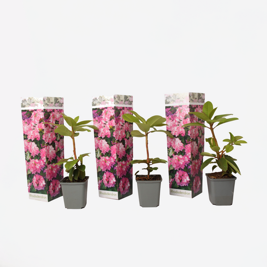 Rhododendron - 3er-Set - Rosa