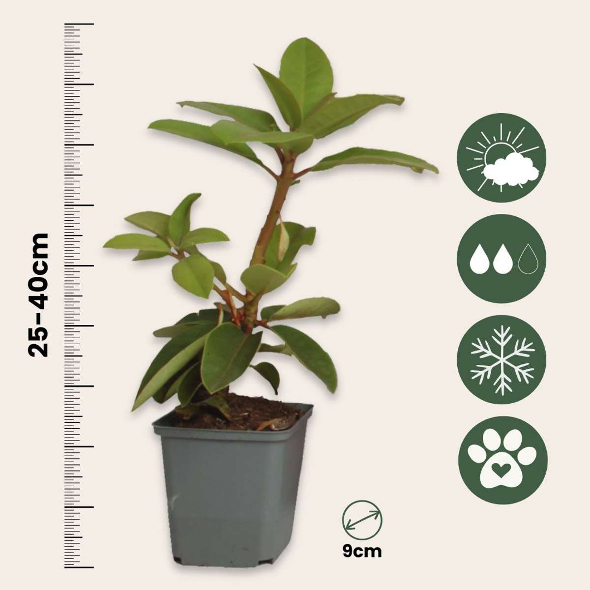 Rhododendron - Mix van 3 - Wit