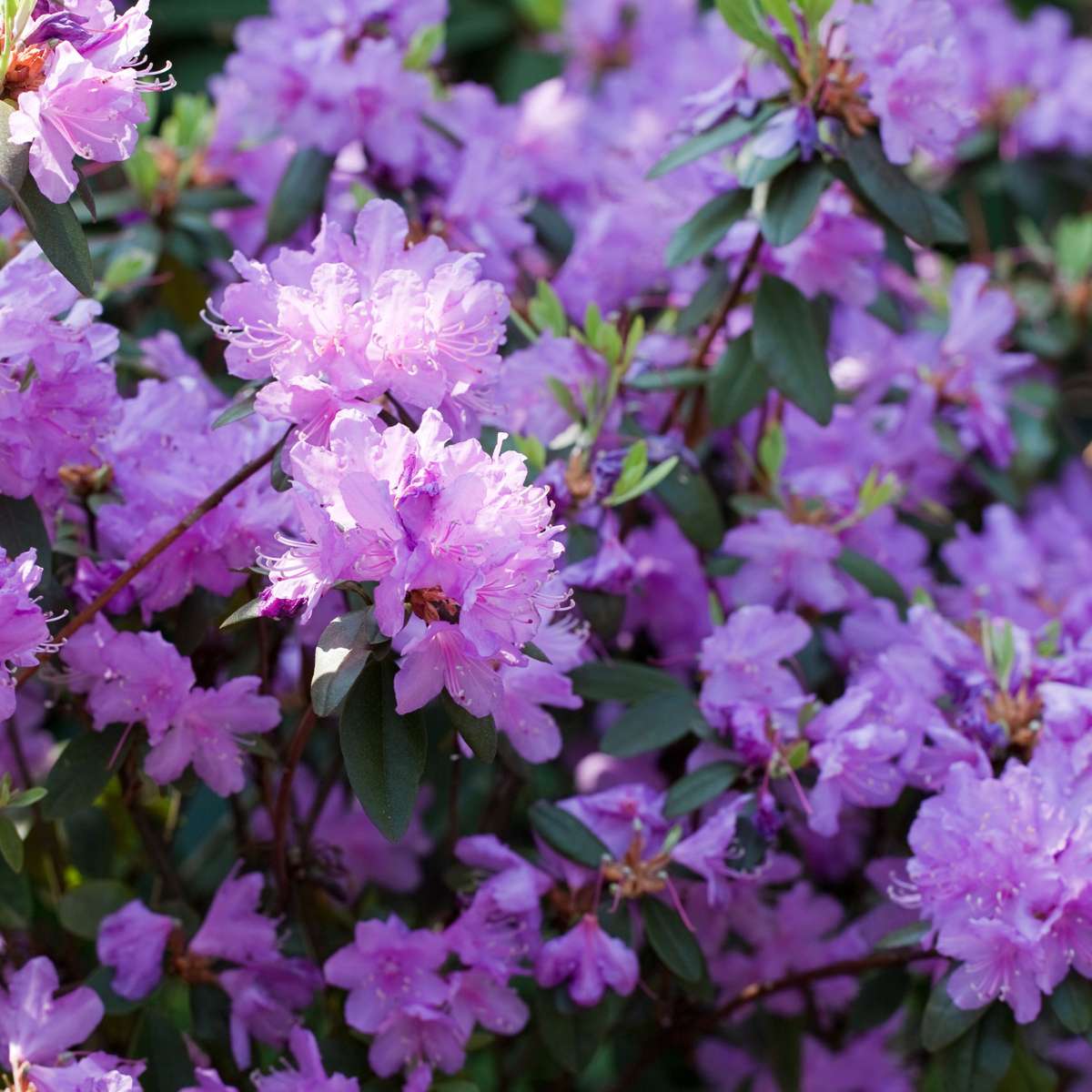 Rhododendron - 6er-Mix - Lila, Weiß, Rosa