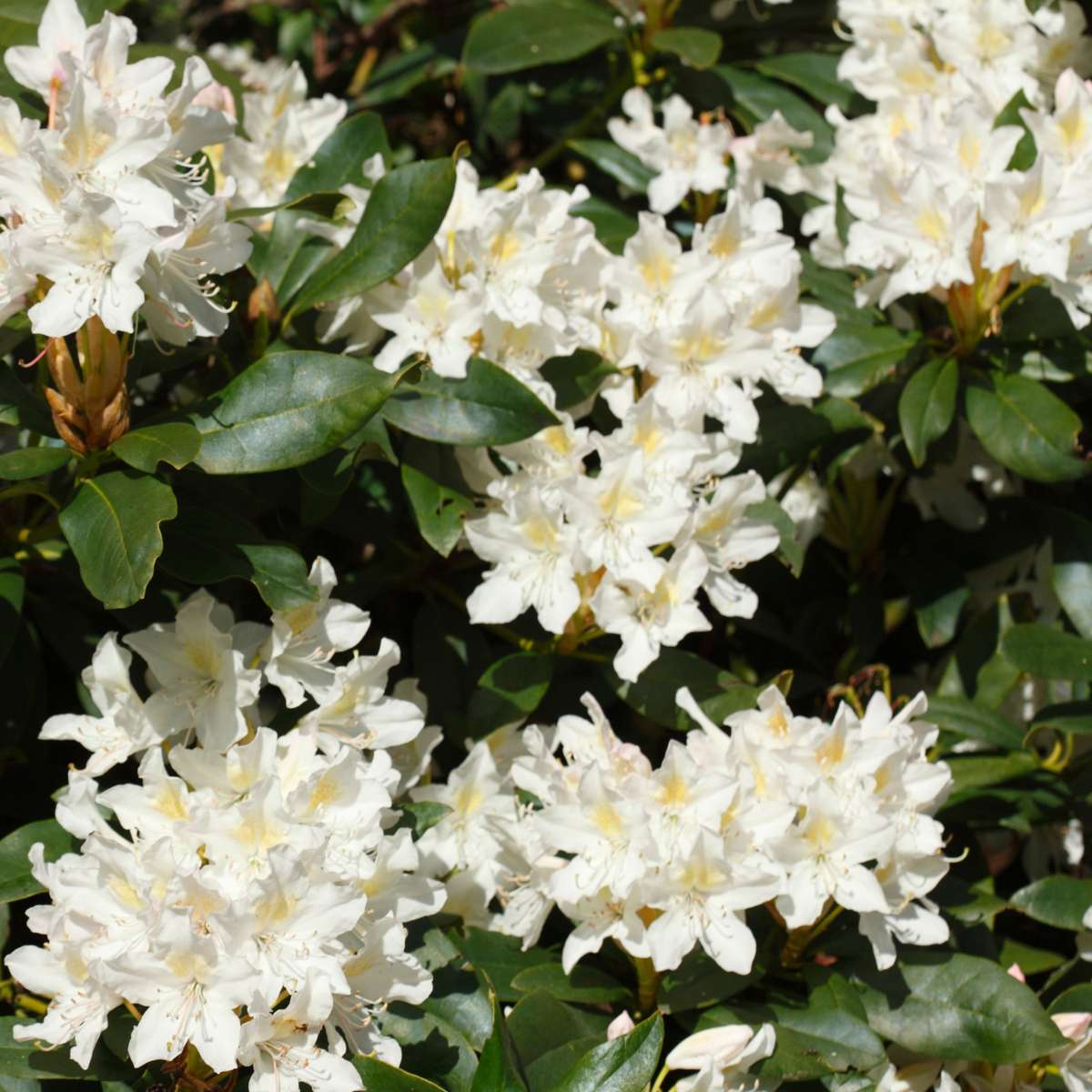 Rhododendron - 6er-Mix - Lila, Weiß, Rosa