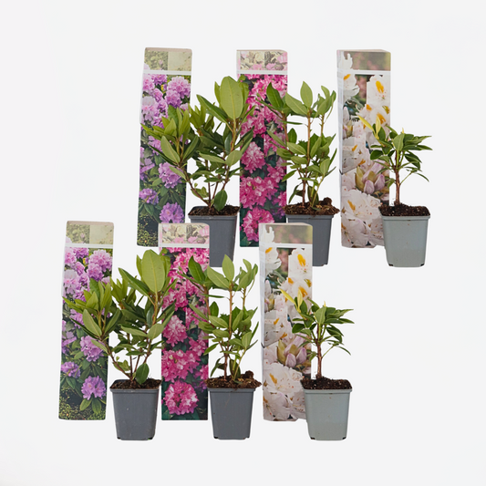 Rhododendron - 6er-Mix - Lila, Weiß, Rosa