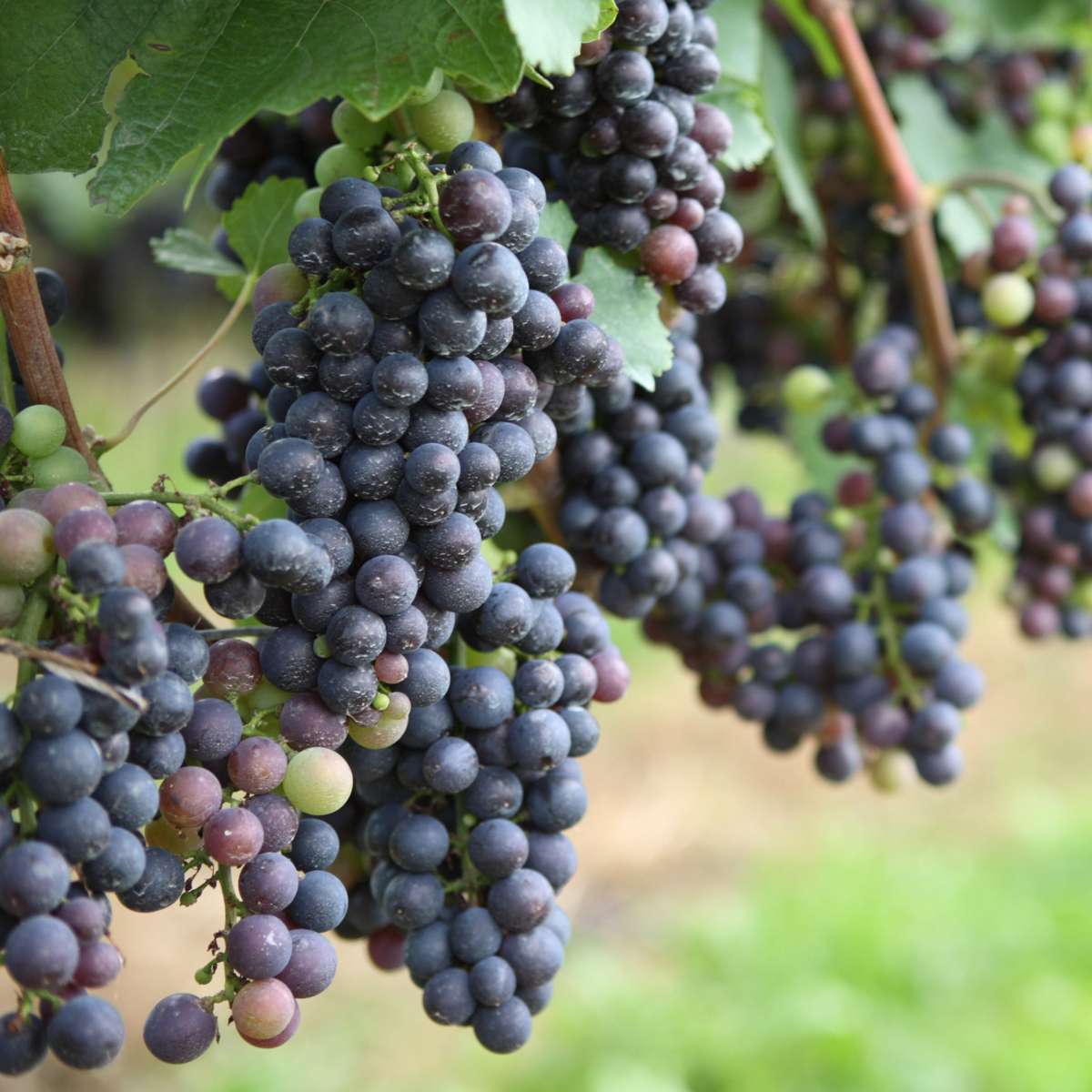Weinrebenpflanzen - 6er-Mix - Vitis Vinifera