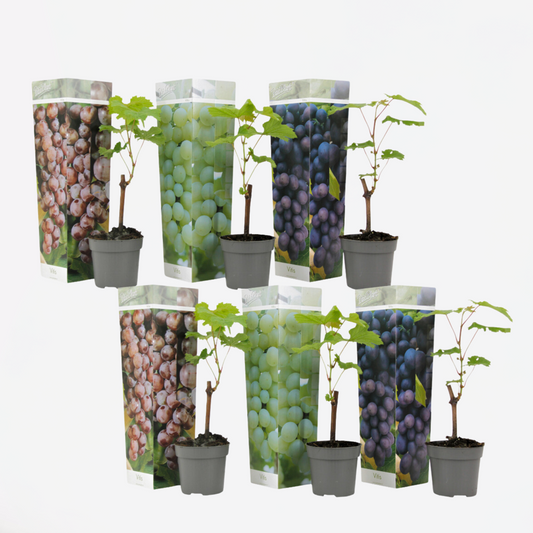 Weinrebenpflanzen - 6er-Mix - Vitis Vinifera