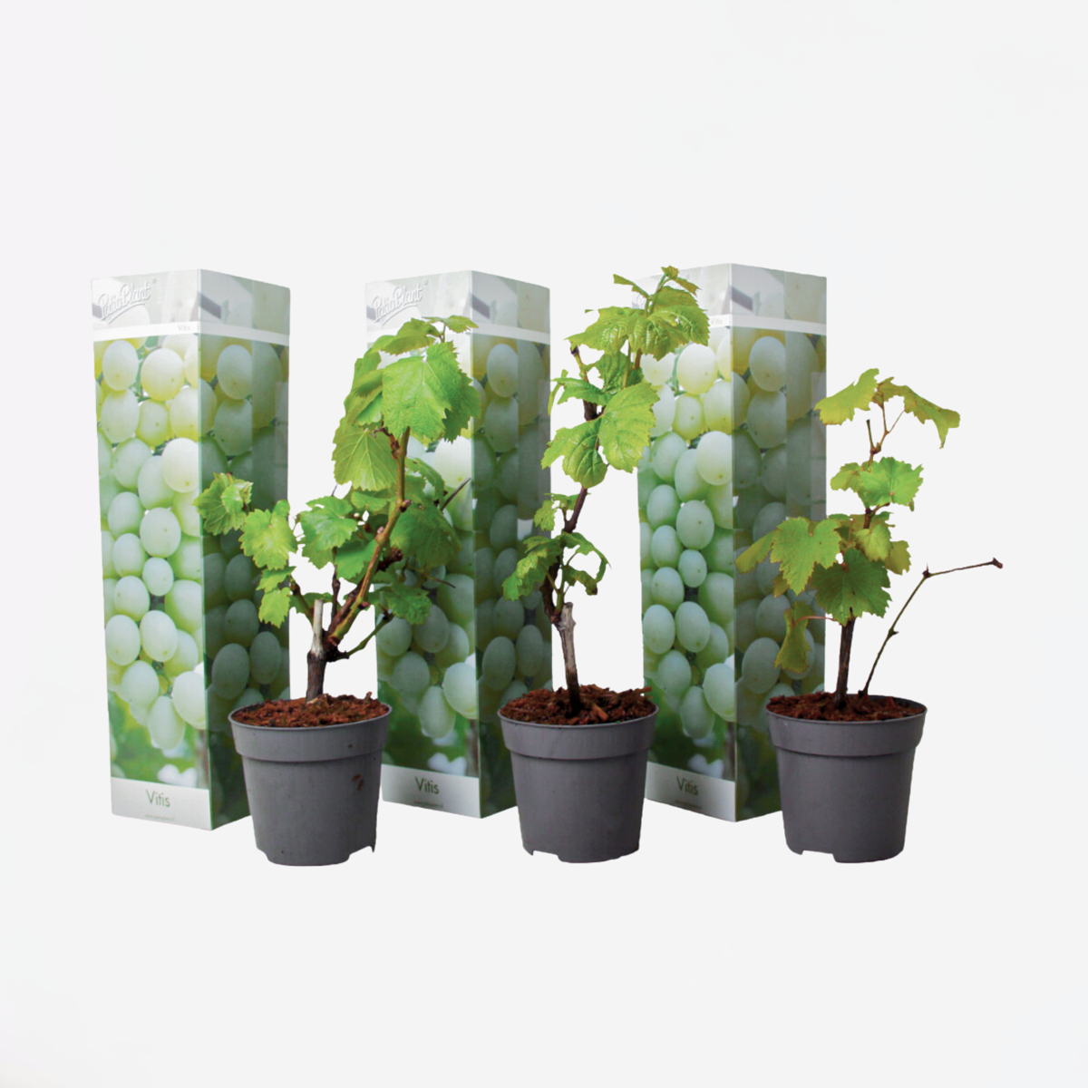 Weinpflanzen - 3er-Set - Vitis Vinifera - Weiß