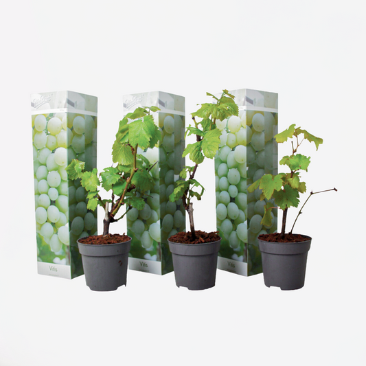 Weinpflanzen - 3er-Set - Vitis Vinifera - Weiß