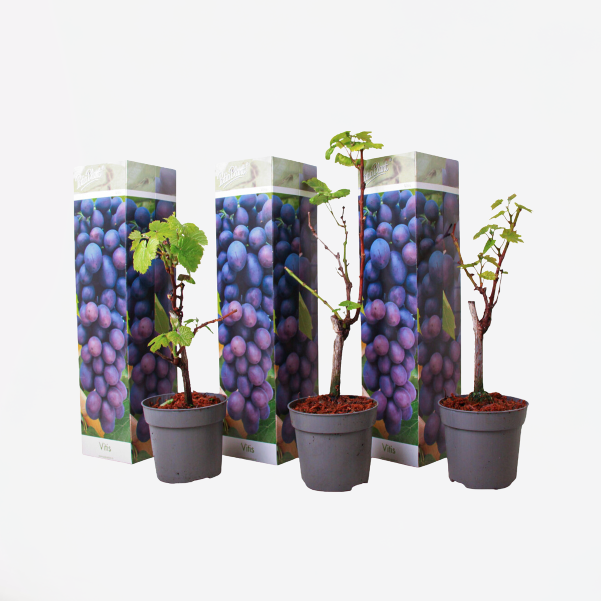 Weinrebenpflanzen - 3er-Set - Vitis Vinifera - Blau
