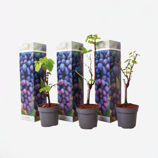 Weinrebenpflanzen - 3er-Set - Vitis Vinifera - Blau