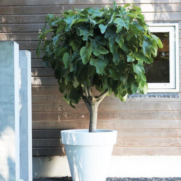 Ficus Carica - Set van 2 - Vijgenboom