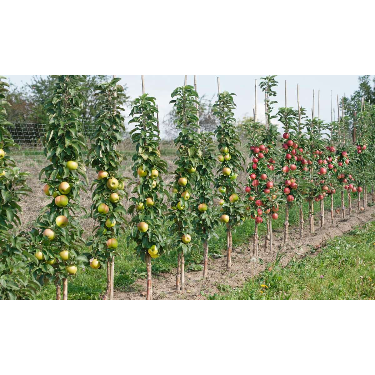 Fruitbomen - Mix van 4 - Prunus - Pyrus - Malus