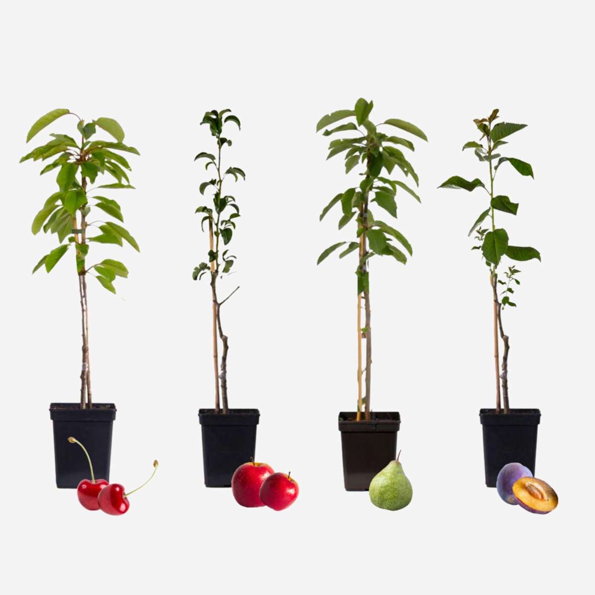 Fruitbomen - Mix van 4 - Prunus - Pyrus - Malus