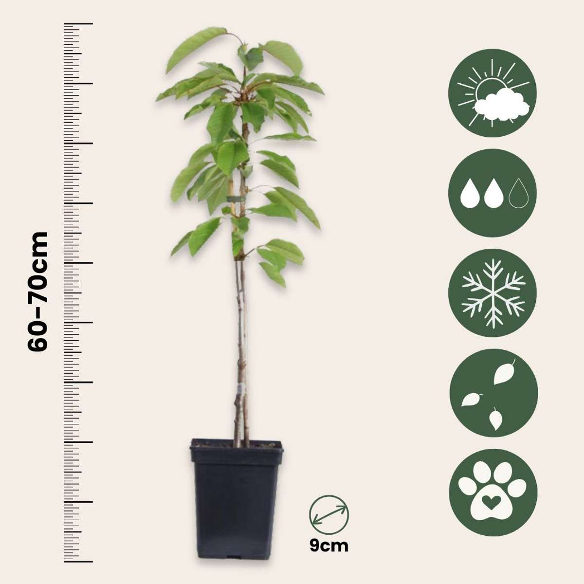 Mix fruitzuilen - Inclusief plantenvoeding