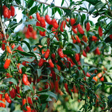 Lycium Barbarum - Set van 6 - Boksdoorn - Goji-bes