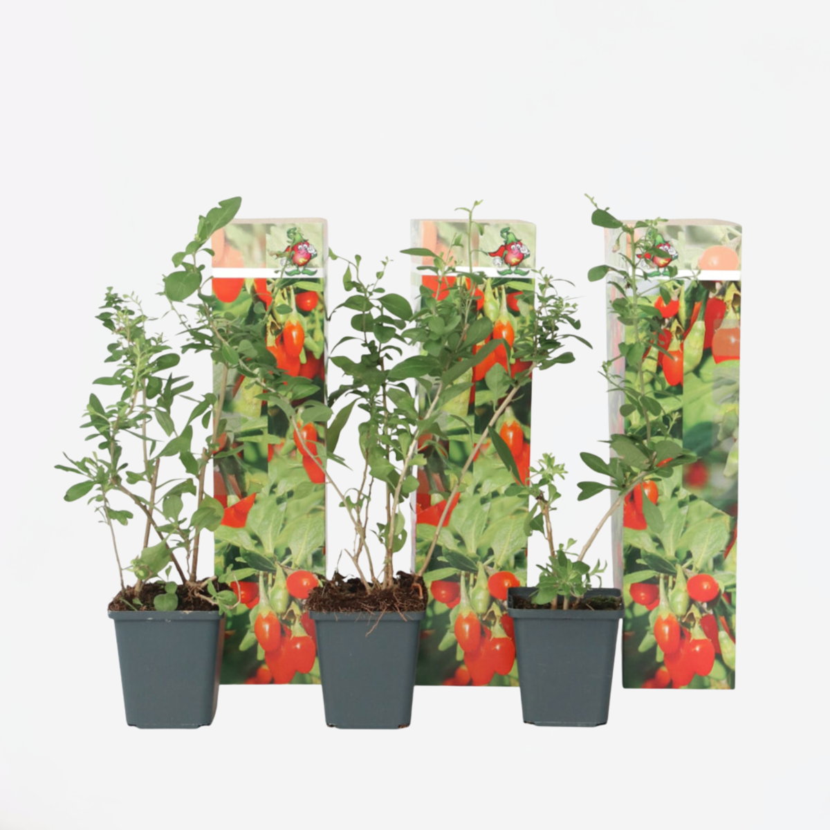 Lycium Barbarum - Set van 3 - Boksdoorn - Goji-bes