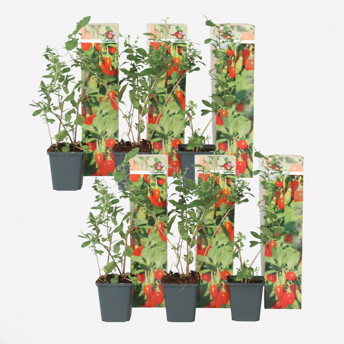 Lycium Barbarum - Set van 6 - Boksdoorn - Goji-bes