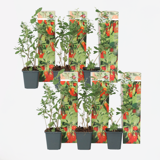 Lycium Barbarum - Set van 6 - Boksdoorn - Goji-bes