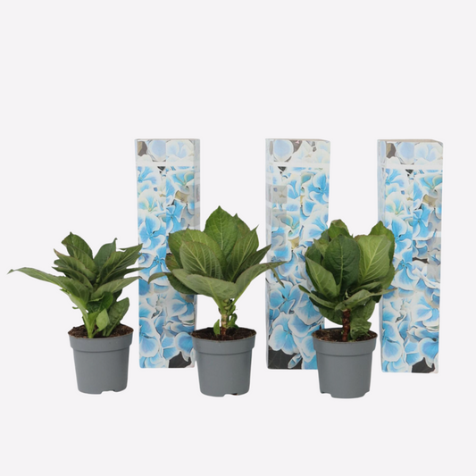 Hortensie zweifarbig 'Bavaria' - Blau - 3er-Set