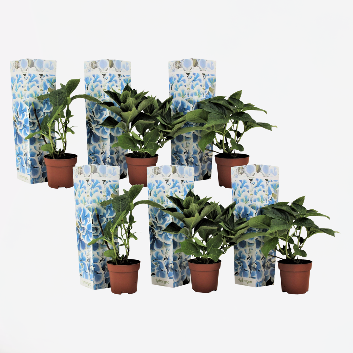 Hortensie zweifarbig Bavaria Blue - Hortensie - 6er Set