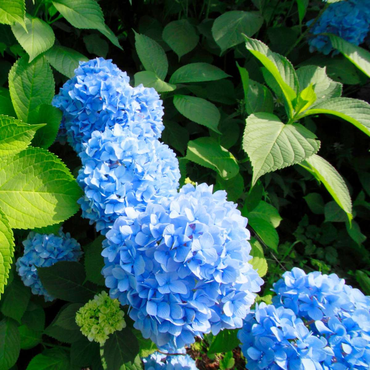 Hortensie - Blau - 3er-Set - Hortensia